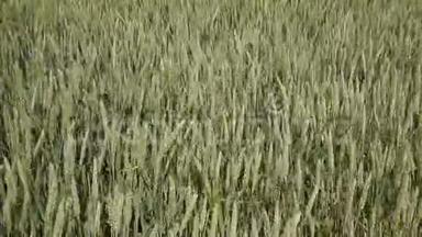 一阵阵麦穗风。 绿色小麦的穗状花序.. 在田里翻麦.. 一阵阵麦穗风。